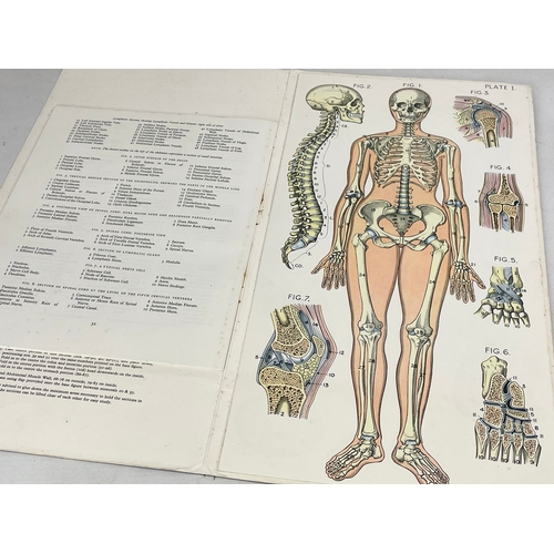 244 - 2 vintage Baillieres Atlas of Anatomy booklets. Male and Female. 23x44cm