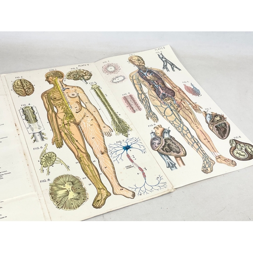 244 - 2 vintage Baillieres Atlas of Anatomy booklets. Male and Female. 23x44cm