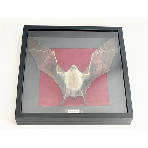 106 - A taxidermy bat in display case. 37x37cm