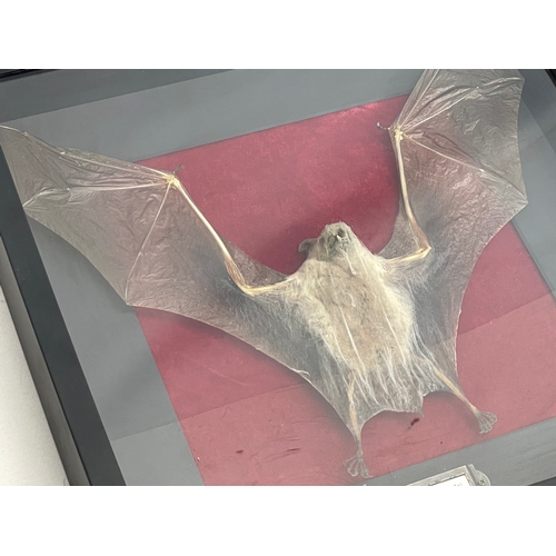 106 - A taxidermy bat in display case. 37x37cm