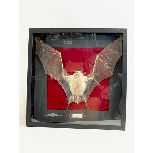 106 - A taxidermy bat in display case. 37x37cm