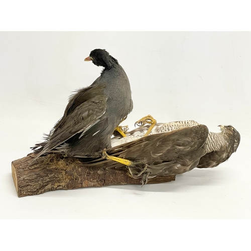 287 - A vintage taxidermy. 40cm