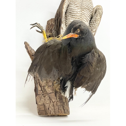 287 - A vintage taxidermy. 40cm