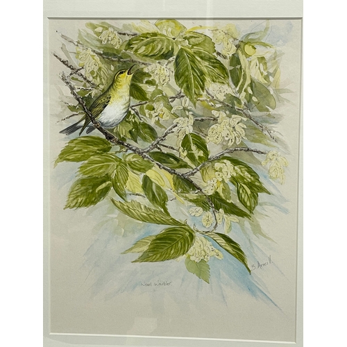 300 - A watercolour painting by Brian Arneill. Titled ‘Wood Warbler’ painting measures 31x40cm. Frame 53x6... 