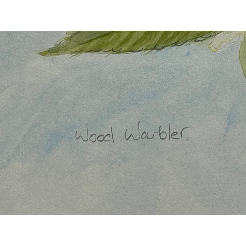 300 - A watercolour painting by Brian Arneill. Titled ‘Wood Warbler’ painting measures 31x40cm. Frame 53x6... 