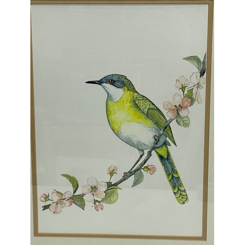 301 - 2 watercolour painting by Majorie Wood. Titled ‘Yellow Breasted Apalis’ and ‘Paradise Fly Catcher’ p... 