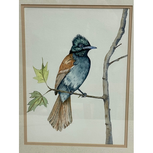 301 - 2 watercolour painting by Majorie Wood. Titled ‘Yellow Breasted Apalis’ and ‘Paradise Fly Catcher’ p... 