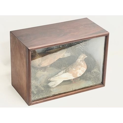 30 - A vintage taxidermy in display case. 43x5x22x30.5cm