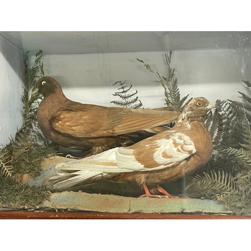 30 - A vintage taxidermy in display case. 43x5x22x30.5cm