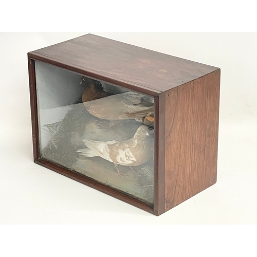 30 - A vintage taxidermy in display case. 43x5x22x30.5cm