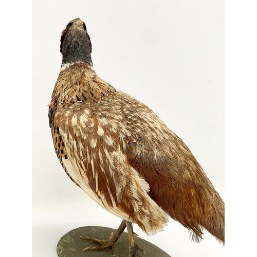 351 - A vintage taxidermy pheasant. 50x40cm.