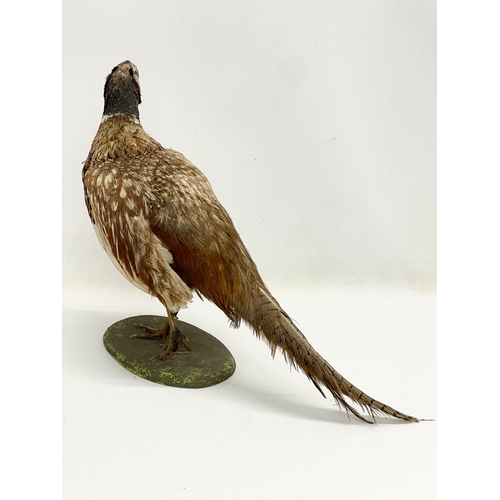 351 - A vintage taxidermy pheasant. 50x40cm.