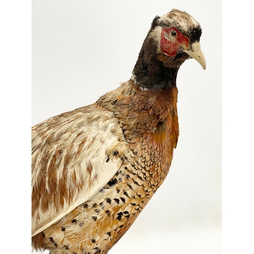 351 - A vintage taxidermy pheasant. 50x40cm.