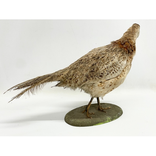 352 - A vintage taxidermy pheasant. 50x33cm.