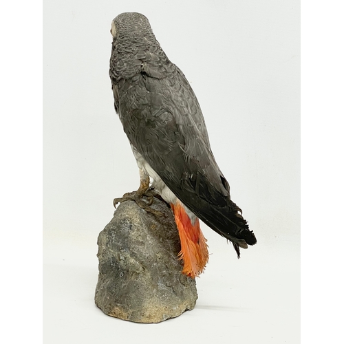 47 - A vintage taxidermy Grey Parrot. 32cm.