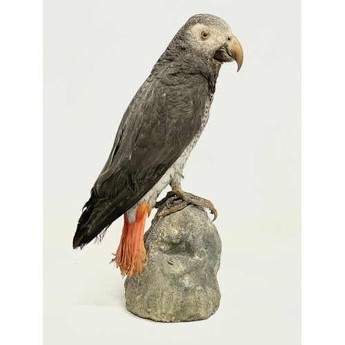 47 - A vintage taxidermy Grey Parrot. 32cm.