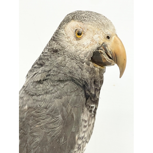 47 - A vintage taxidermy Grey Parrot. 32cm.