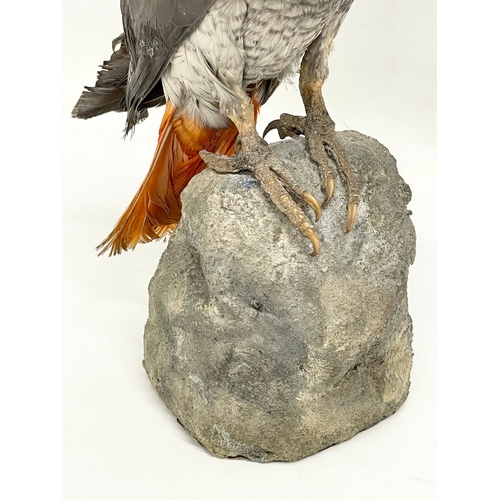 47 - A vintage taxidermy Grey Parrot. 32cm.