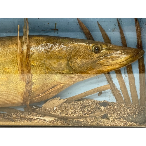 63 - A vintage taxidermy Pike in display case. 75x11x25cm