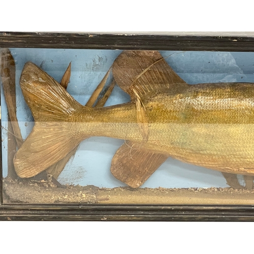 63 - A vintage taxidermy Pike in display case. 75x11x25cm