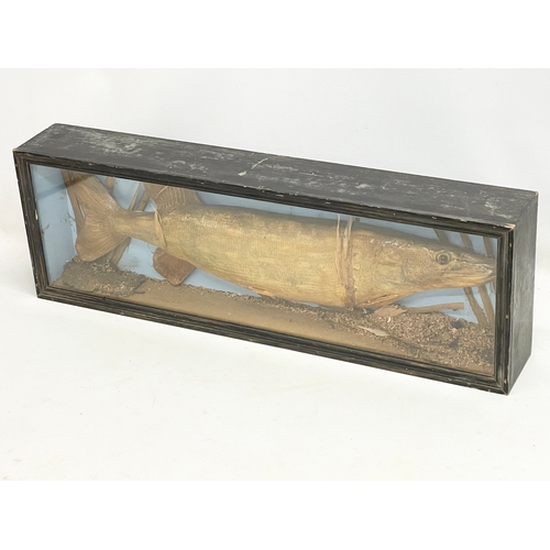 63 - A vintage taxidermy Pike in display case. 75x11x25cm