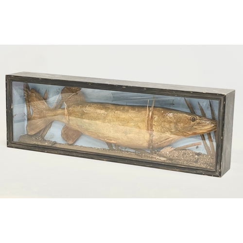 63 - A vintage taxidermy Pike in display case. 75x11x25cm