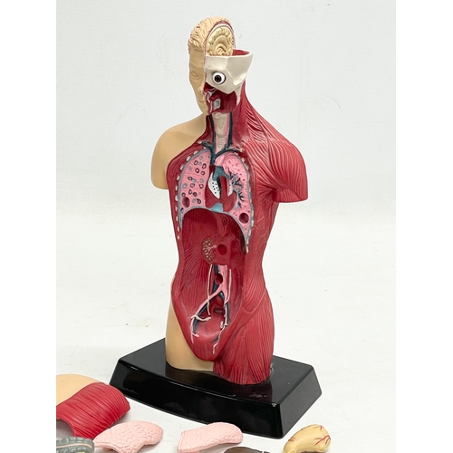 203 - A human anatomy model by Humbrol. 27.5cm.