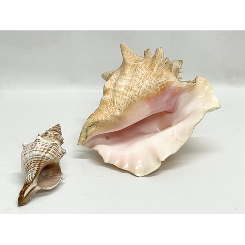 782 - 2 seashells. Largest 22cm