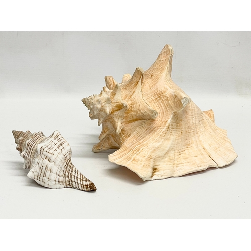 782 - 2 seashells. Largest 22cm