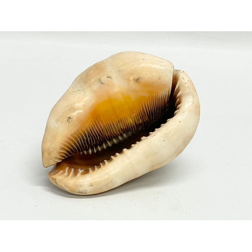 468 - A cameo Conch Shell. 11x8cm.