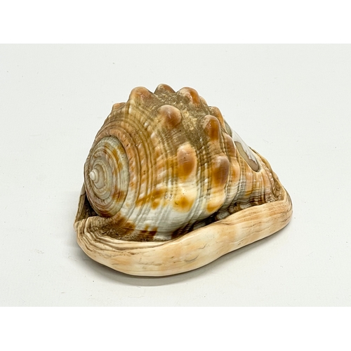 468 - A cameo Conch Shell. 11x8cm.