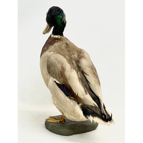 126 - A vintage taxidermy mallard. 32x39cm