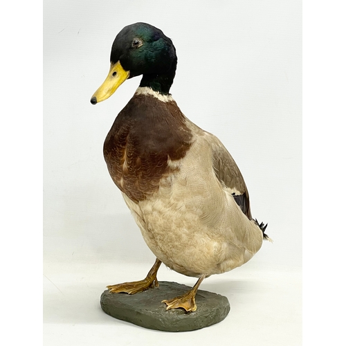 126 - A vintage taxidermy mallard. 32x39cm