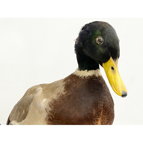 126 - A vintage taxidermy mallard. 32x39cm