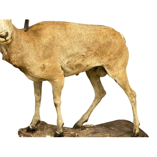 60B - A large early 20th century taxidermy North American Stone Sheep. 120x115cm