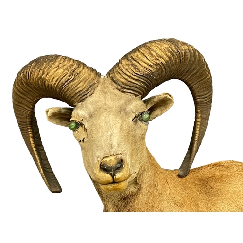 60B - A large early 20th century taxidermy North American Stone Sheep. 120x115cm