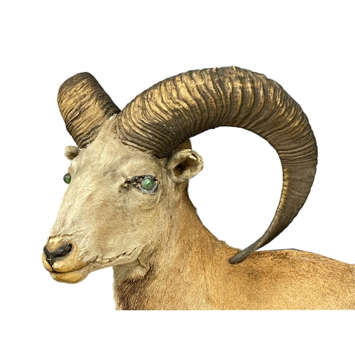 60B - A large early 20th century taxidermy North American Stone Sheep. 120x115cm