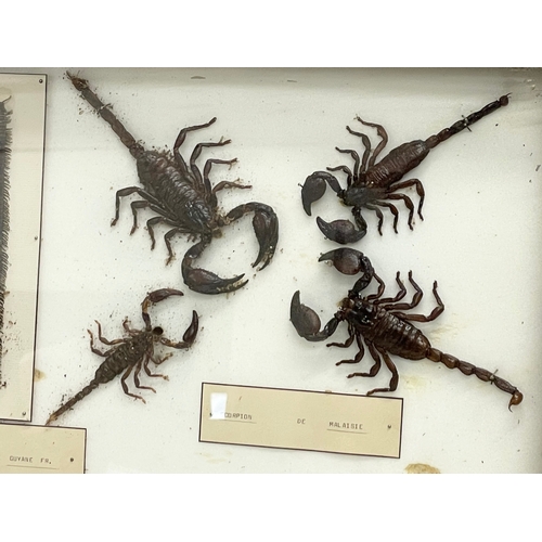 99 - A collection of late 19th/early 20th century cased taxidermy scorpions. Case measures 80x42cm.  Larg... 