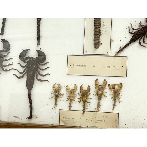 99 - A collection of late 19th/early 20th century cased taxidermy scorpions. Case measures 80x42cm.  Larg... 