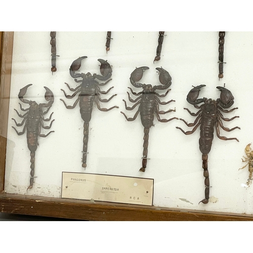 99 - A collection of late 19th/early 20th century cased taxidermy scorpions. Case measures 80x42cm.  Larg... 