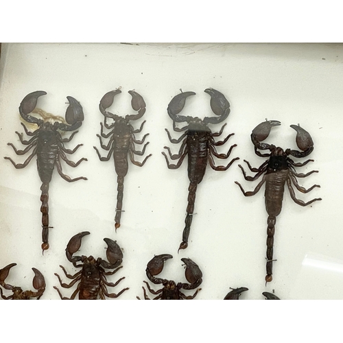 99 - A collection of late 19th/early 20th century cased taxidermy scorpions. Case measures 80x42cm.  Larg... 