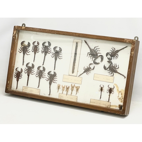 99 - A collection of late 19th/early 20th century cased taxidermy scorpions. Case measures 80x42cm.  Larg... 