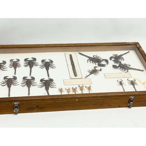 99 - A collection of late 19th/early 20th century cased taxidermy scorpions. Case measures 80x42cm.  Larg... 