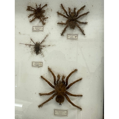 100 - A collection of large vintage cased taxidermy spiders. Case measures 80x51cm. Largest spider 15x15cm