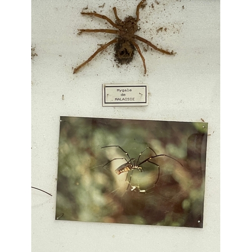 100 - A collection of large vintage cased taxidermy spiders. Case measures 80x51cm. Largest spider 15x15cm