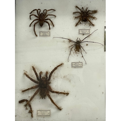 100 - A collection of large vintage cased taxidermy spiders. Case measures 80x51cm. Largest spider 15x15cm