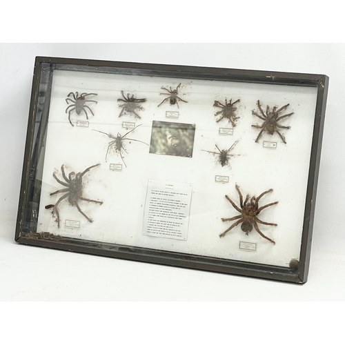 100 - A collection of large vintage cased taxidermy spiders. Case measures 80x51cm. Largest spider 15x15cm