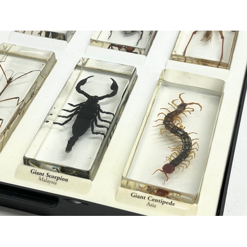 185 - A collection of 5 cased taxidermy bugs. Cases measures 34x28cm