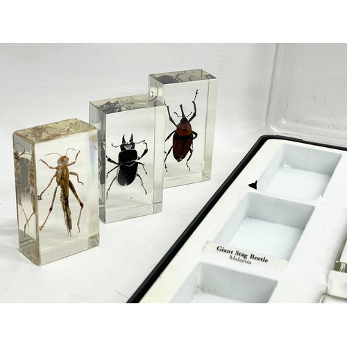 185 - A collection of 5 cased taxidermy bugs. Cases measures 34x28cm