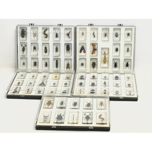 185 - A collection of 5 cased taxidermy bugs. Cases measures 34x28cm